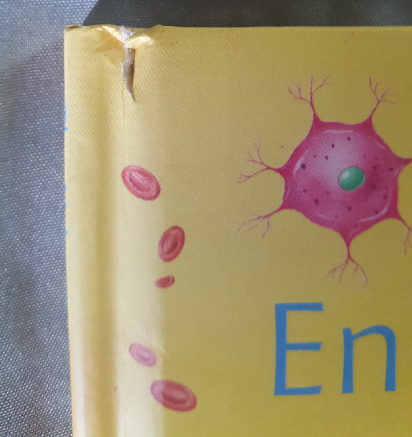 Usborne Little Encyclopedia of the Human Body