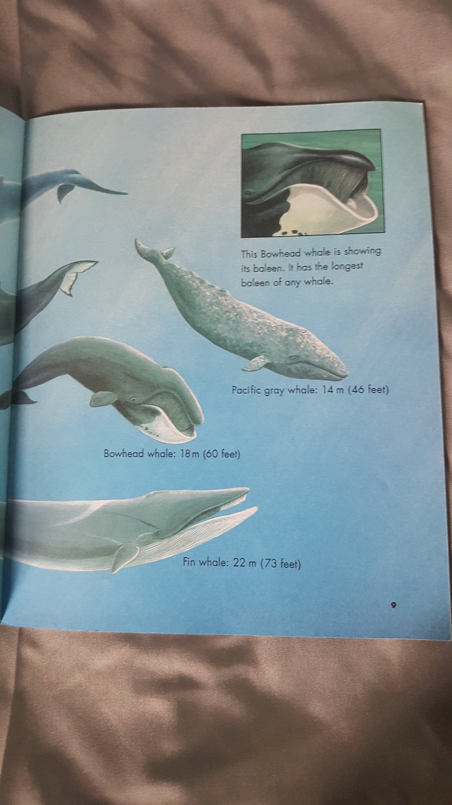 Whales - Killer Whales, Blue Whales and More