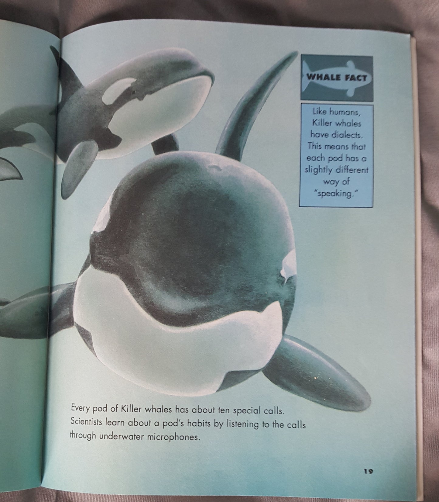Whales - Killer Whales, Blue Whales and More