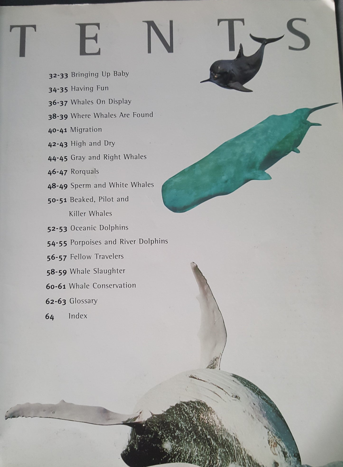 Whales and Dolphins Nature Watch