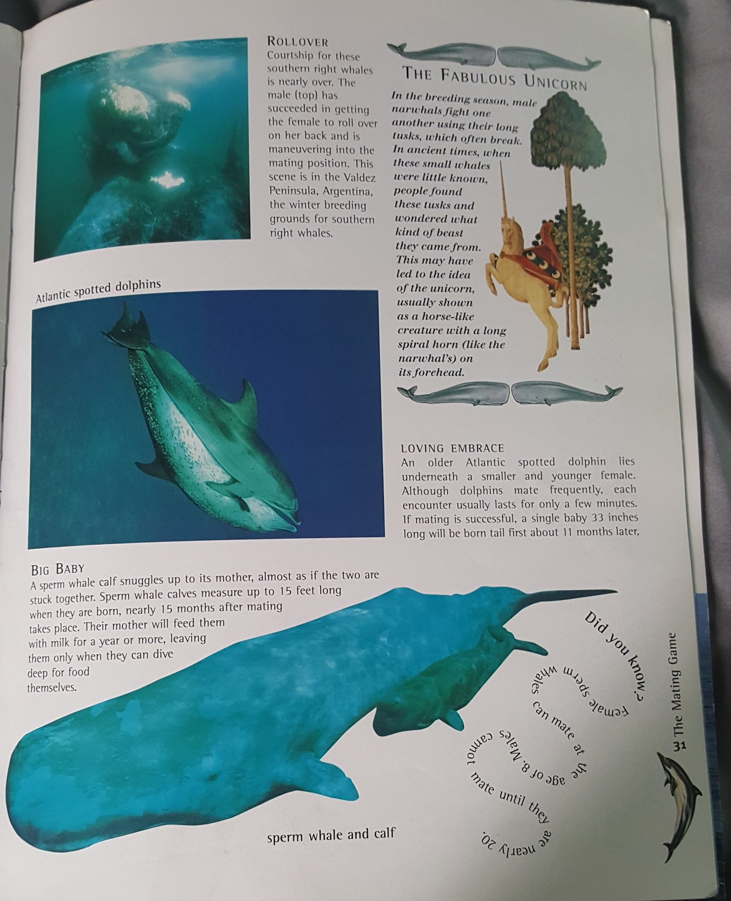 Whales and Dolphins Nature Watch