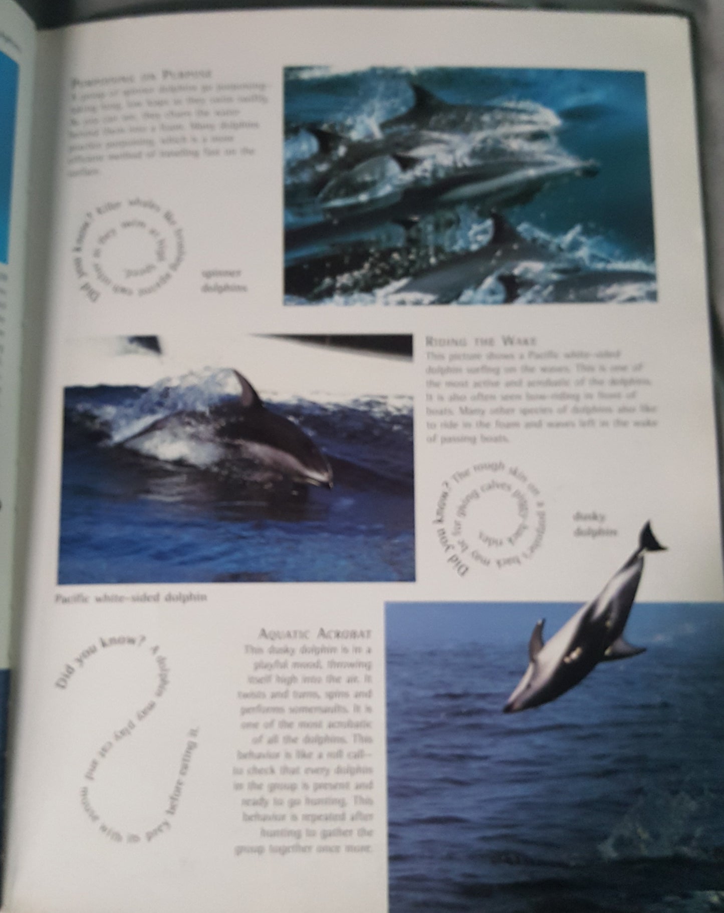 Whales and Dolphins Nature Watch