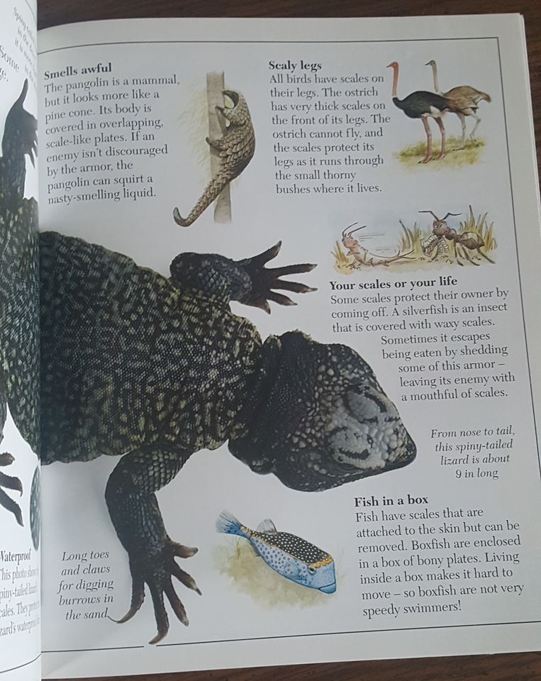 Amazing Armored Animals