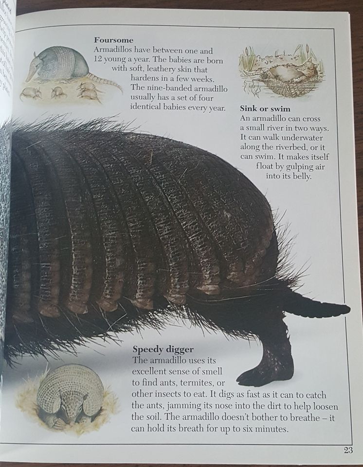 Amazing Armored Animals