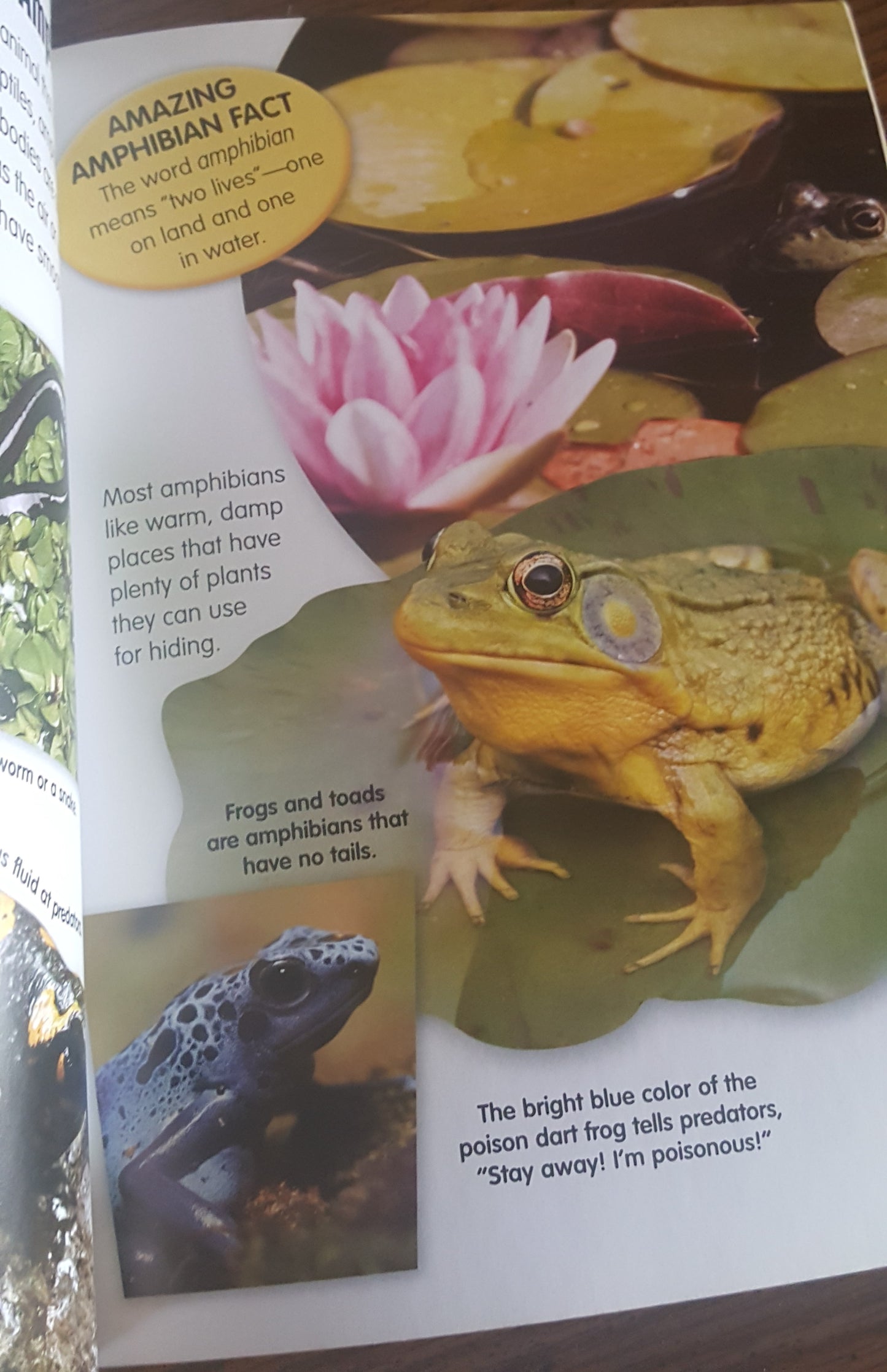 Amazing Reptiles and Amphibians
