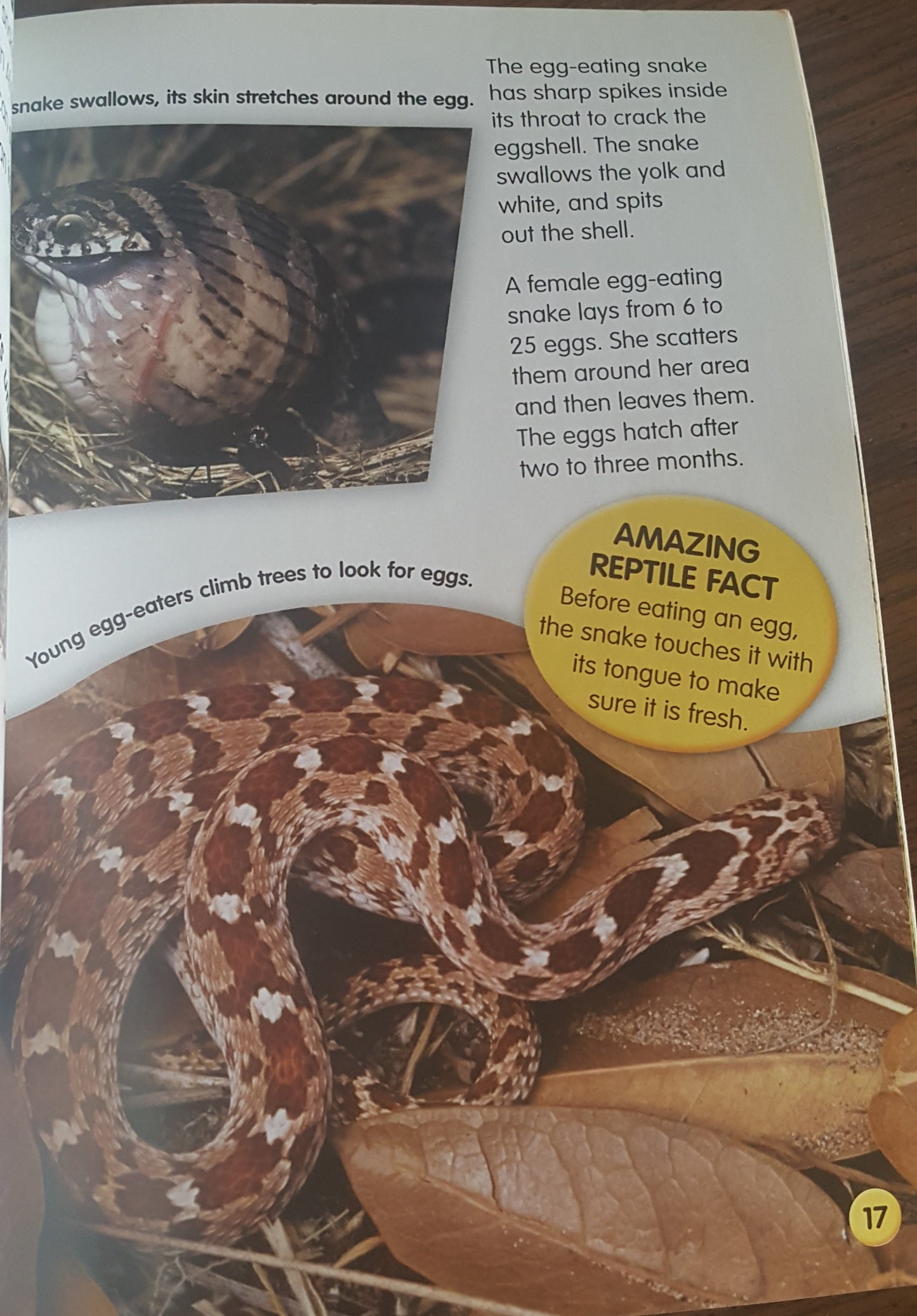 Amazing Reptiles and Amphibians
