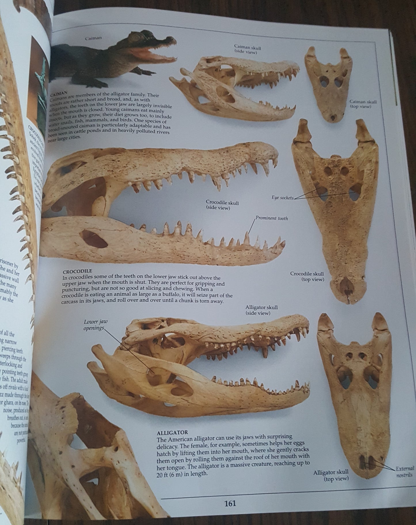 DK Eyewitness Books Animal Kingdoms