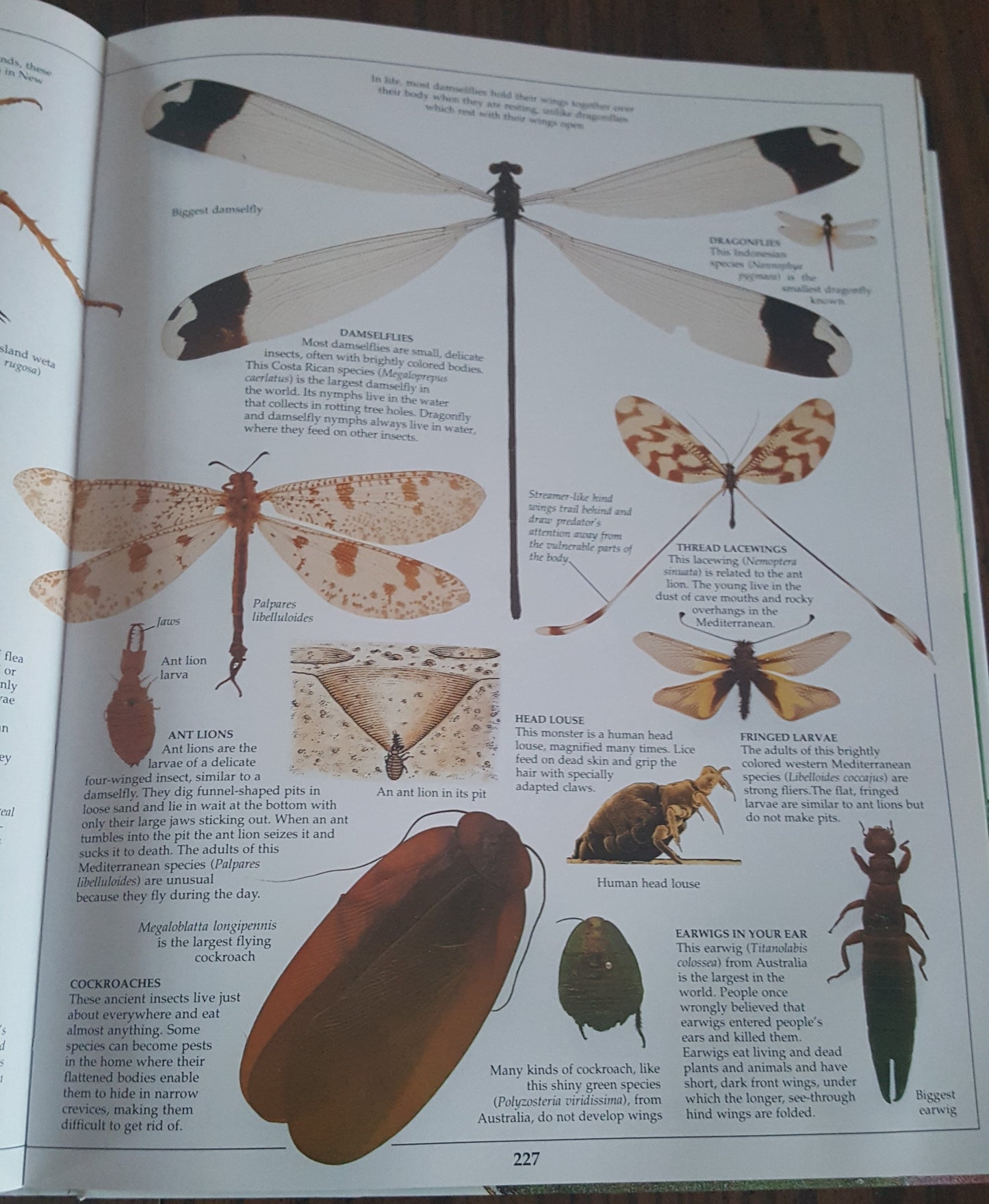 DK Eyewitness Books Animal Kingdoms