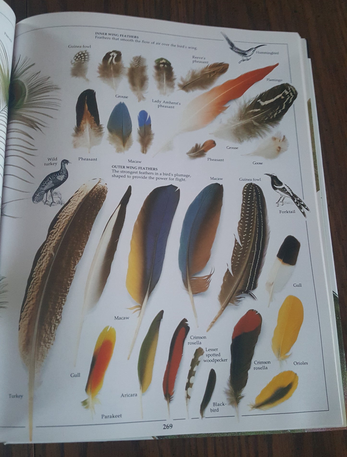 DK Eyewitness Books Animal Kingdoms
