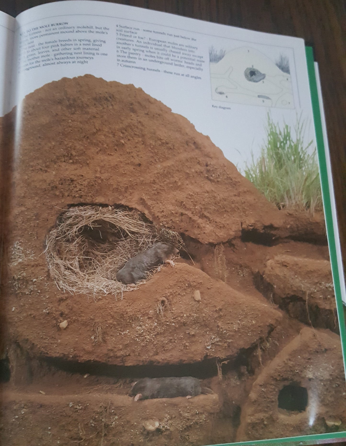 DK Eyewitness Books Animal Kingdoms