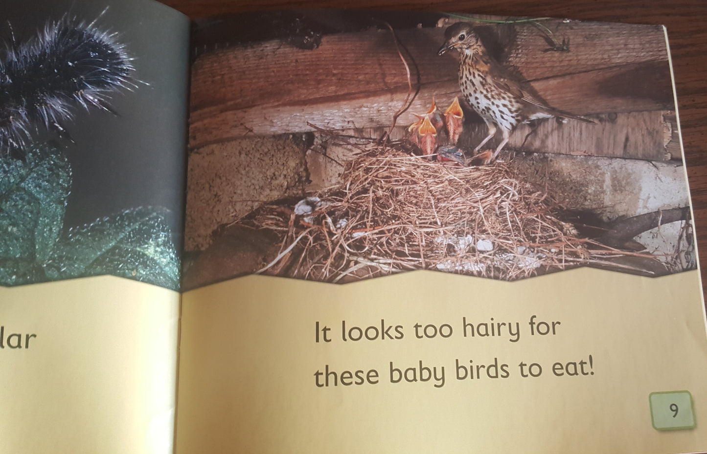 Life Cycles Caterpillar to Butterfly