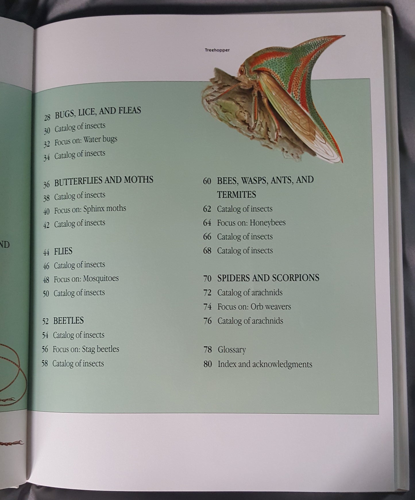 Children’s Guide to Insects and Spiders