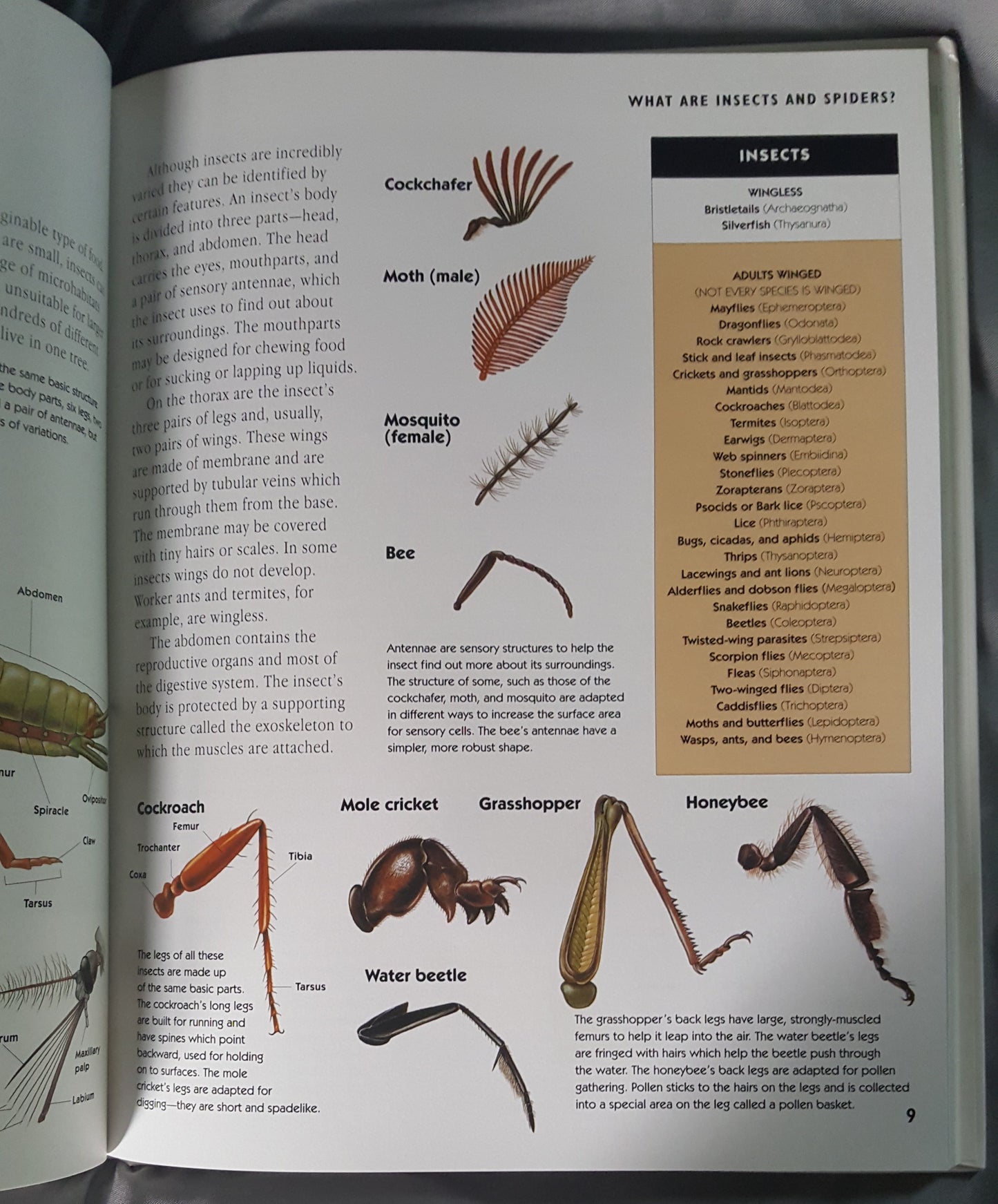 Children’s Guide to Insects and Spiders