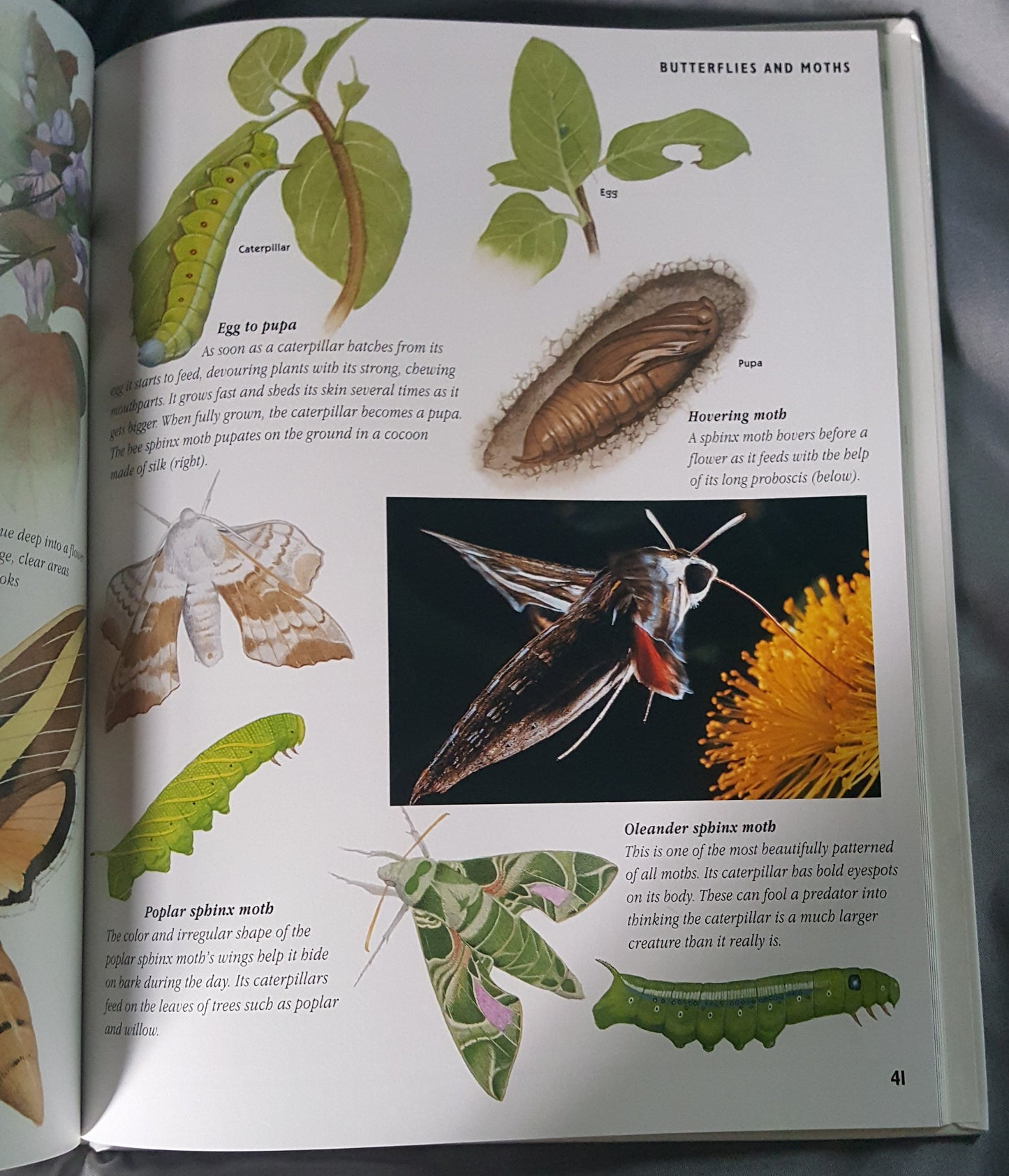 Children’s Guide to Insects and Spiders