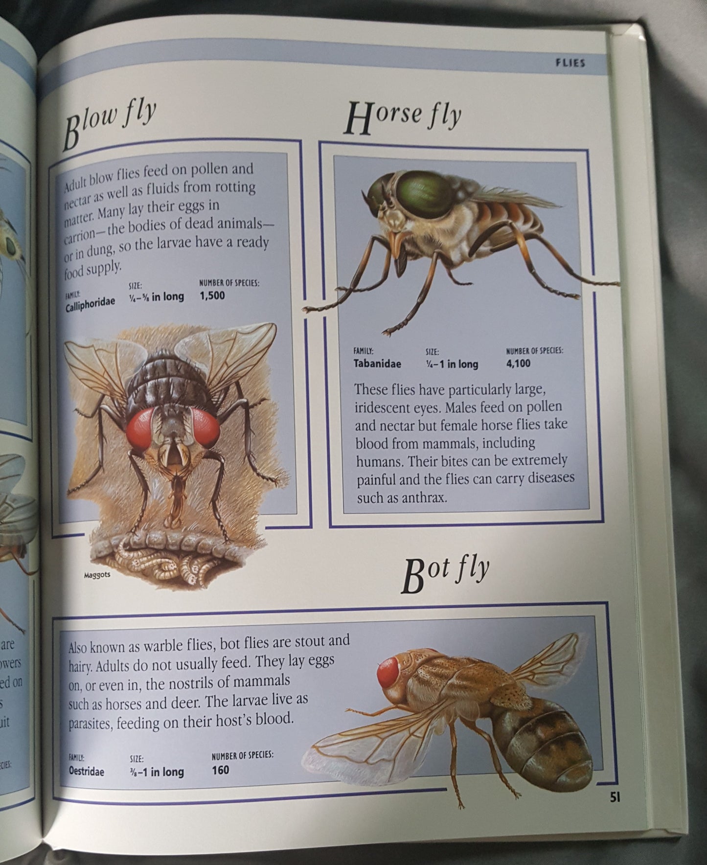 Children’s Guide to Insects and Spiders