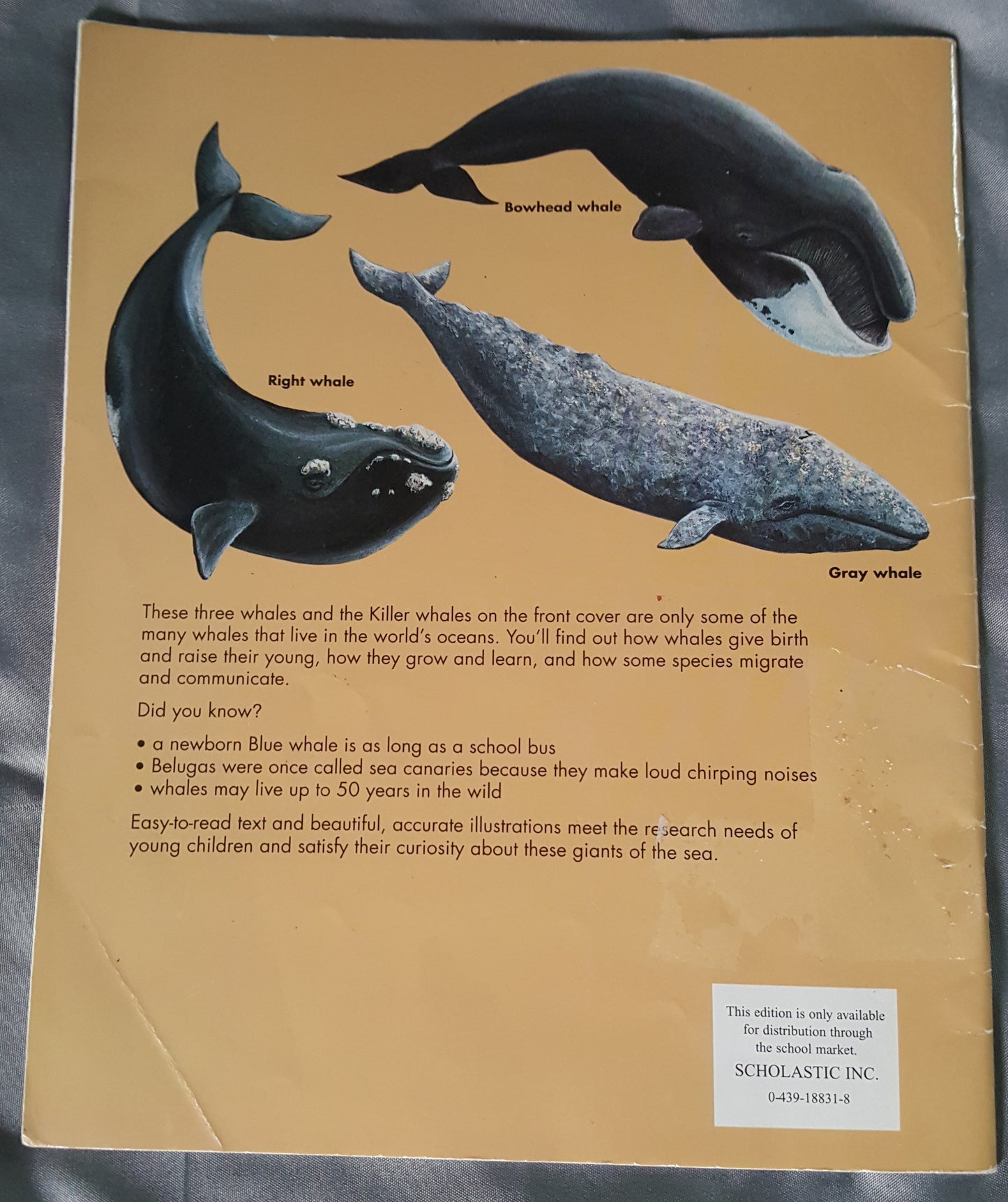 Whales - Killer Whales, Blue Whales  and More