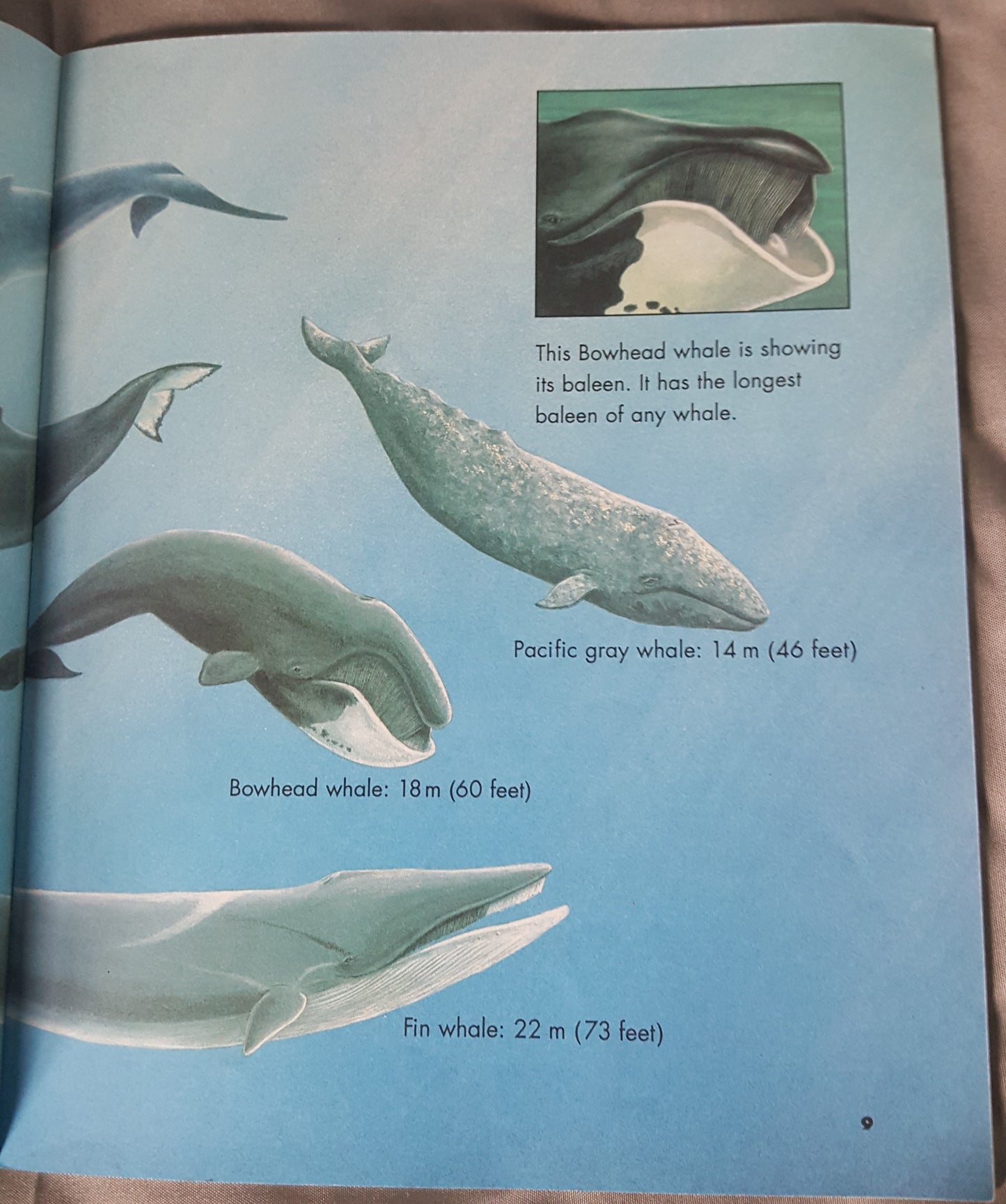 Whales - Killer Whales, Blue Whales  and More